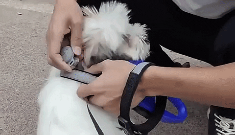 Canivibe - GPS-Tracker per cani e Pro Plus monitoraggio delle attività