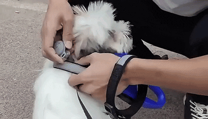 Canivibe - GPS-Tracker per cani e Pro Plus monitoraggio delle attività